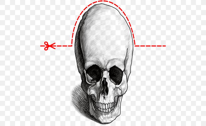 Drawing Nose Skull Jaw, PNG, 500x500px, 3d Computer Graphics, Drawing, Bone, Ear, Face Download Free