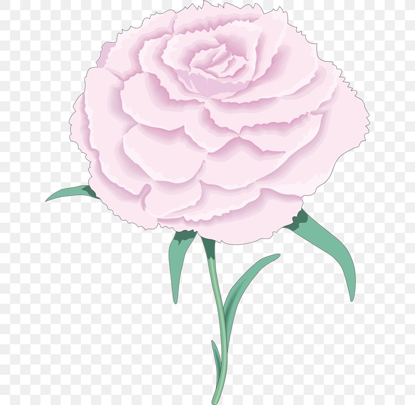 Garden Roses Carnation Flower Clip Art, PNG, 642x800px, Garden Roses, Cabbage Rose, Camellia, Carnation, Cut Flowers Download Free