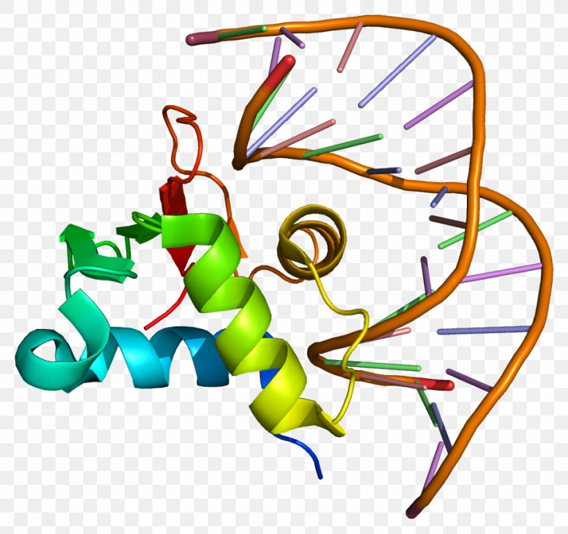 SPDEF Protein Gene ETS Transcription Factor Family Prostate-specific Antigen, PNG, 966x909px, Watercolor, Cartoon, Flower, Frame, Heart Download Free
