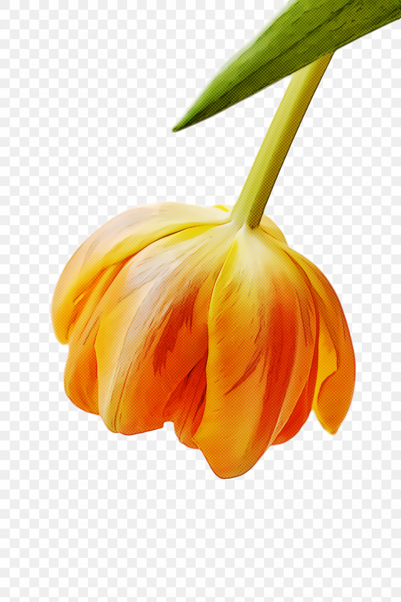 Spring Flower Spring Floral Flowers, PNG, 960x1440px, Spring Flower, Closeup, Flower, Flowers, Fritillaria Download Free