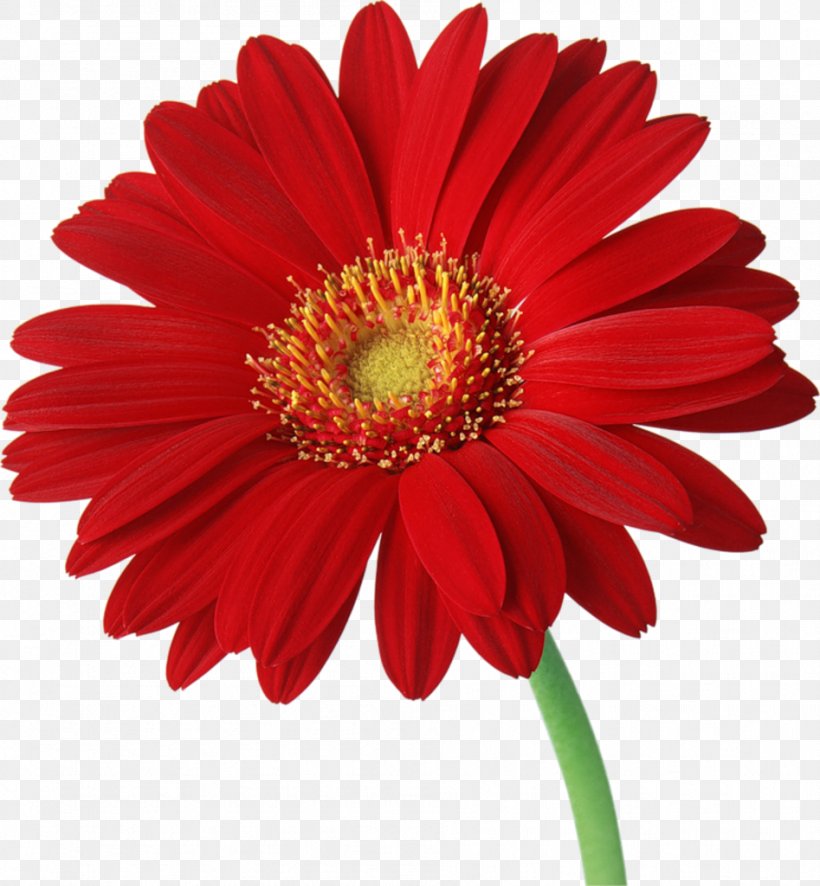 Transvaal Daisy Red Common Daisy Flower Clip Art, PNG, 947x1024px, Transvaal Daisy, Annual Plant, Chrysanths, Color, Common Daisy Download Free