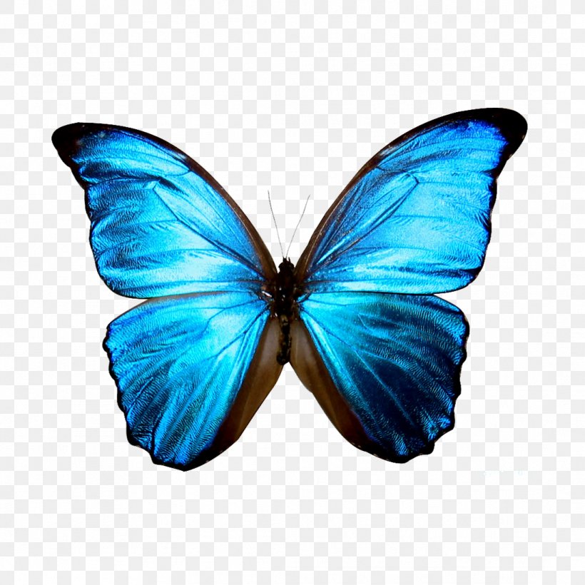 Butterfly Morpho Rhetenor Blue Clip Art, PNG, 1091x1091px, Butterfly, Blue, Blue Butterfly, Brush Footed Butterfly, Color Download Free