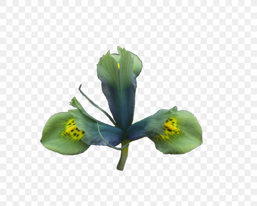 Cut Flowers Leaf Plant Stem Petal, PNG, 1712x1368px, Cut Flowers, Bulb, Flower, Flowering Plant, Incandescent Light Bulb Download Free