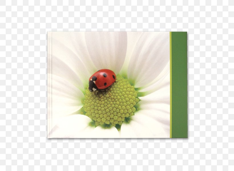 Flower Lady Bird, PNG, 545x600px, Flower, Insect, Invertebrate, Lady Bird, Ladybird Download Free