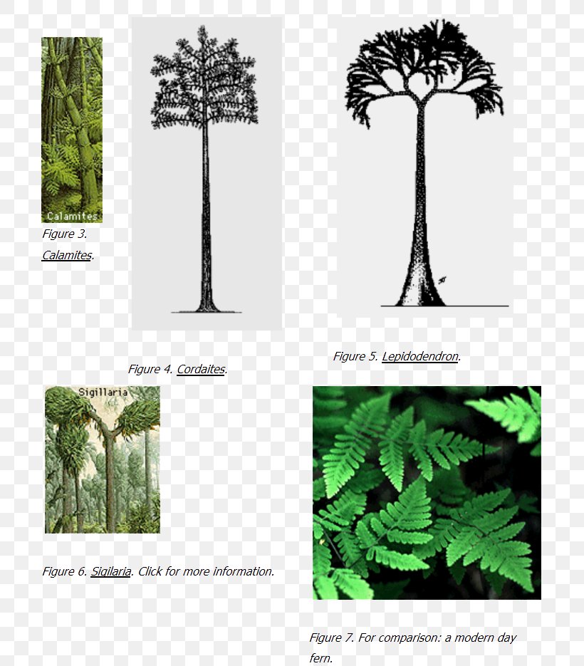 Pine Family Carboniferous Coal Flora Tree, PNG, 710x935px, Pine Family, Biome, Branch, Carboniferous, Coal Download Free