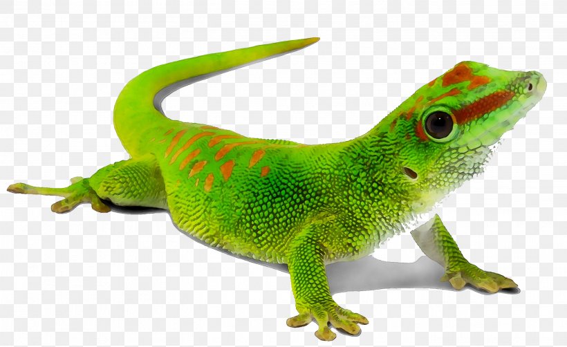 Gecko EFM32 Internet Of Things Silicon Labs Microcontroller, PNG, 2837x1740px, Gecko, Adaptation, Agama, Amphibian, Animal Figure Download Free