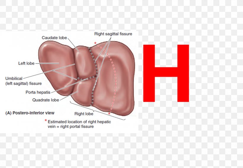 Liver Sulcus Fissure Gallbladder Anatomy, PNG, 1264x873px, Watercolor, Cartoon, Flower, Frame, Heart Download Free