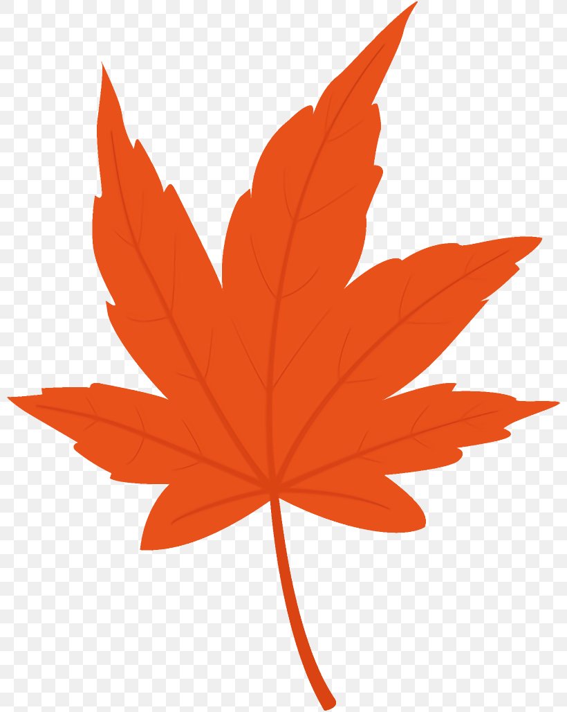 Maple Leaf Autumn Leaf Yellow Leaf, PNG, 800x1028px, Maple Leaf, Autumn Leaf, Black Maple, Leaf, Maple Download Free