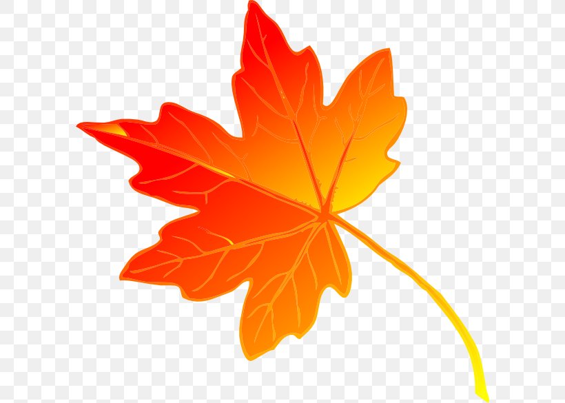 Sugar Maple Maple Leaf Green Clip Art, PNG, 600x585px, Sugar Maple, Autumn, Flowering Plant, Free Content, Green Download Free