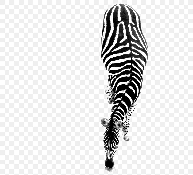 T-shirt Zebra Raccoon Black And White Photography, PNG, 745x745px, Tshirt, Black, Black And White, Color, Drawing Download Free