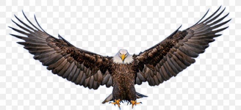 The Bald Eagle Image Yoga Avec Nireas Au Puy En Velay, 43000, PNG, 2161x990px, Bald Eagle, Accipitriformes, Beak, Bird, Bird Of Prey Download Free