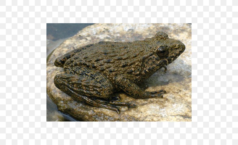 American Bullfrog Toad Reptile Terrestrial Animal, PNG, 500x500px, American Bullfrog, American Water Frogs, Amphibian, Animal, Bullfrog Download Free