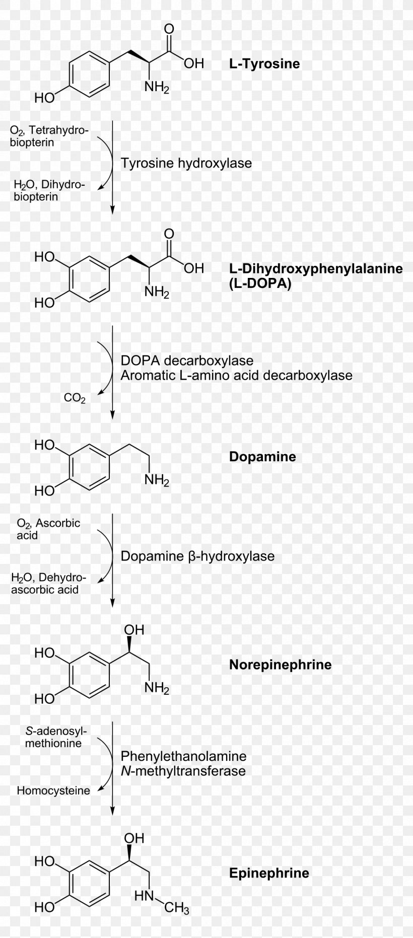 Catecholamine Biosynthesis Norepinephrine Adrenaline Biochemistry, PNG, 1200x2727px, Catecholamine, Adrenaline, Amino Acid, Area, Biochemistry Download Free