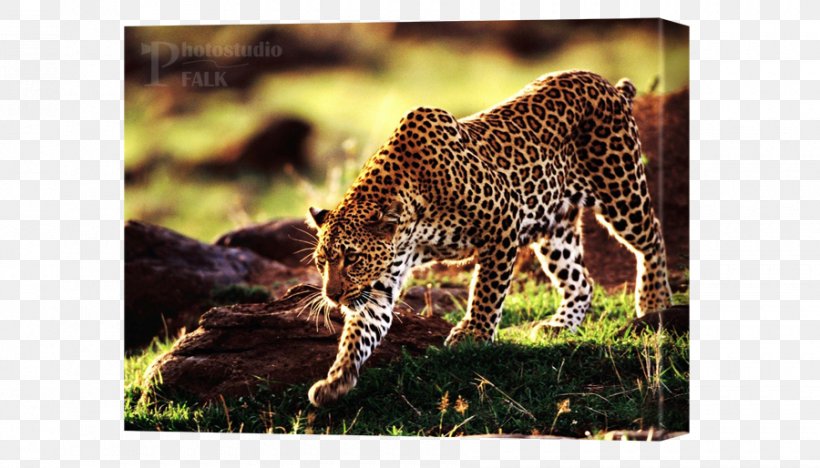 Cheetah Leopard Felidae Desktop Wallpaper Lion, PNG, 900x514px, Cheetah, Animal, Big Cat, Big Cats, Budgerigar Download Free