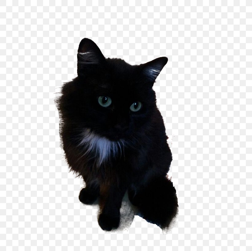 Cymric Nebelung Bombay Cat Manx Cat Asian Semi-longhair, PNG, 612x816px, Cymric, Asian Semi Longhair, Asian Semilonghair, Black, Black And White Download Free