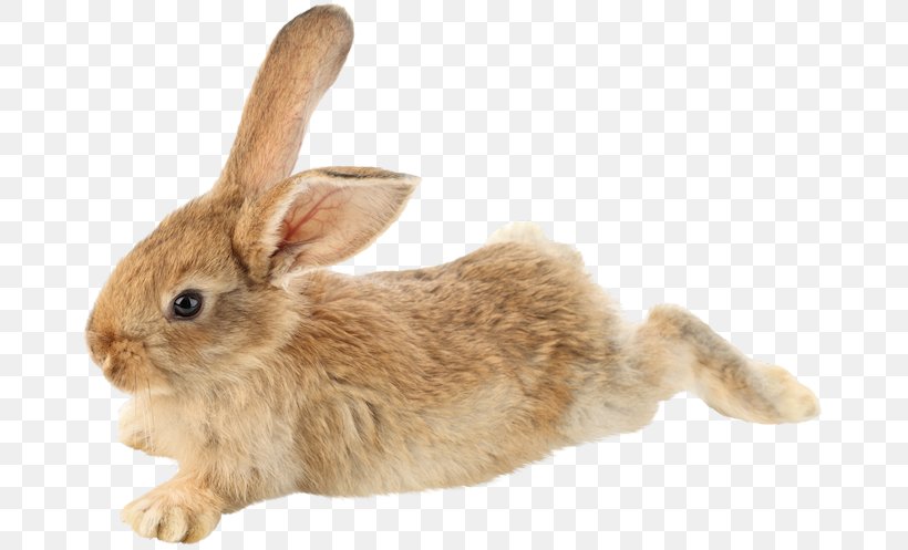 Domestic Rabbit Mini Lop Clip Art, PNG, 675x497px, Domestic Rabbit, Animal, Conejo Del Metro Parisino, Fauna, Hare Download Free