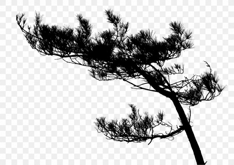 Gawronski Tree Download, PNG, 960x680px, Tree, Black And White, Bonsai, Branch, Conifer Download Free