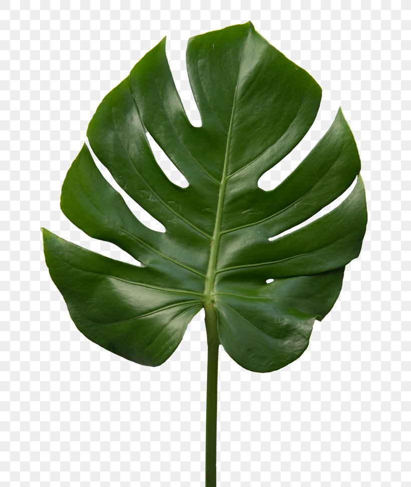 Leaf Plant Stem Plants, PNG, 700x971px, Leaf, Plant, Plant Stem, Plants Download Free