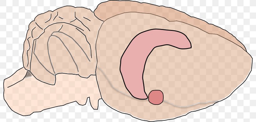 Rat Brain Hippocampus Amygdala Clip Art, PNG, 800x391px, Watercolor, Cartoon, Flower, Frame, Heart Download Free