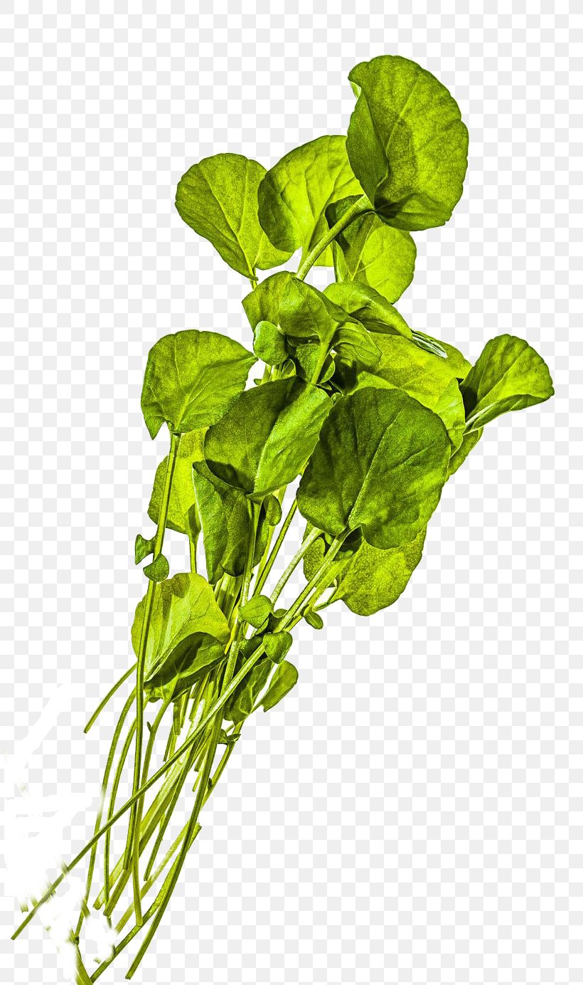 Spinach Watercress Vegetable Scallion, PNG, 808x1384px, Spinach, Annual Plant, Basil, Chard, Food Download Free
