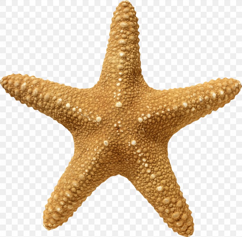 Starfish Wallpaper, PNG, 2617x2560px, Starfish, Animal, Brittle Star, Echinoderm, Invertebrate Download Free