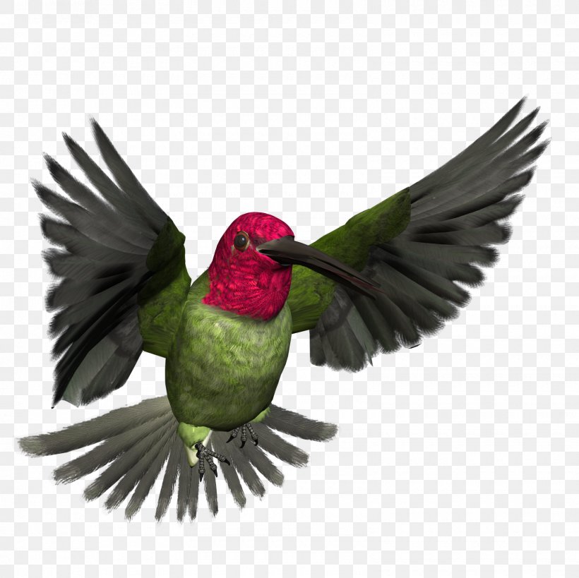 Bird Free Content Clip Art, PNG, 1600x1600px, Bird, Art, Beak, Fauna, Feather Download Free