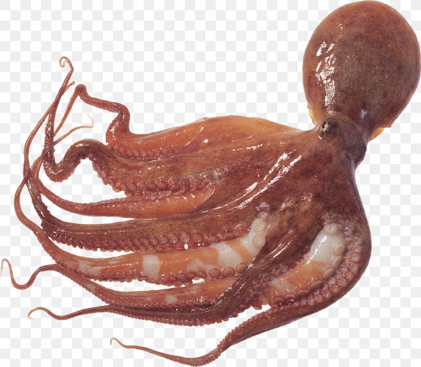 Octopus Squid As Food Cuttlefish, PNG, 1899x1660px, Octopus, Animal, Animal Source Foods, Cephalopod, Cephalopod Beak Download Free