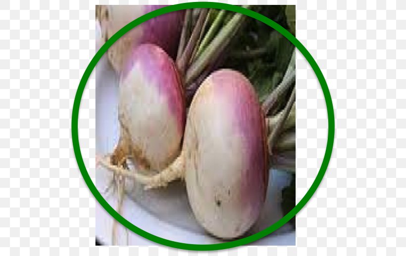Turnip Food Rutabaga Beetroot Iranian Traditional Medicine, PNG, 546x518px, Turnip, Apple Cider Vinegar, Beet, Beetroot, Cold Download Free