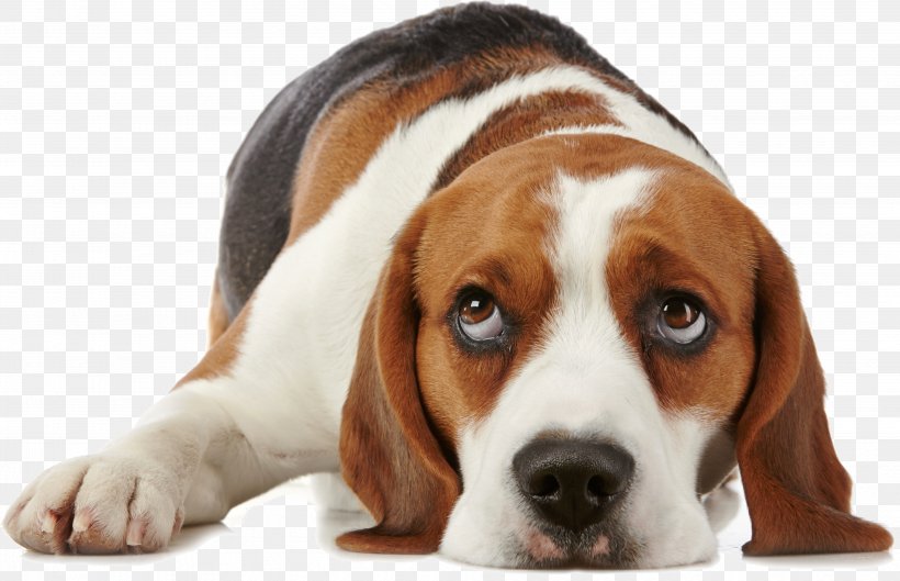 What Is My Dog Thinking? Beagle Puppy Pet Dog Training, PNG, 4134x2671px, Beagle, Animal Shelter, Carnivoran, Companion Dog, Dog Download Free