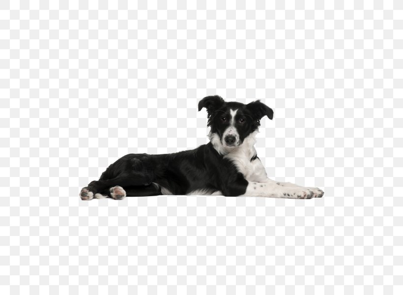 Border Collie Puppy Dog Breed Rough Collie, PNG, 600x600px, Border Collie, Alamy, Canis, Carnivoran, Collie Download Free