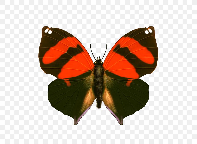 Butterfly Vector Graphics Insect Image, PNG, 600x600px, Butterfly, Arthropod, Brush Footed Butterfly, Color, Computer Graphics Download Free