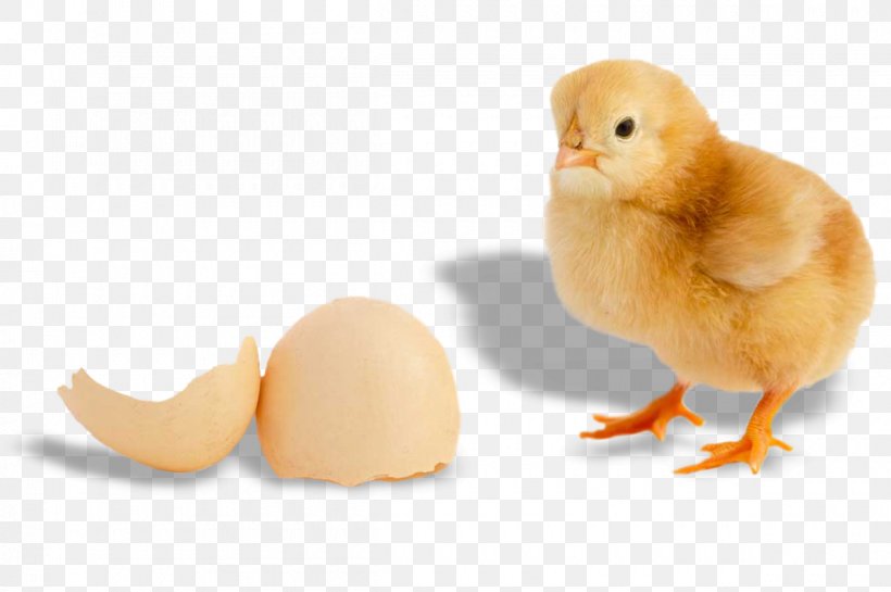 Chicken Bird Broiler Egg Duck, PNG, 1200x798px, Chicken, Anatidae, Beak, Bird, Broiler Download Free