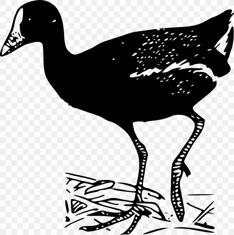 Clip Art Bird Goose Vector Graphics Swans, PNG, 1278x1280px, Bird, Beak, Common Moorhen, Cranelike Bird, Drawing Download Free