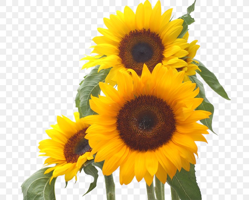 Common Sunflower Desktop Wallpaper Sunflower Seed, PNG, 700x658px, Common Sunflower, Annual Plant, Computer, Cut Flowers, Daisy Family Download Free