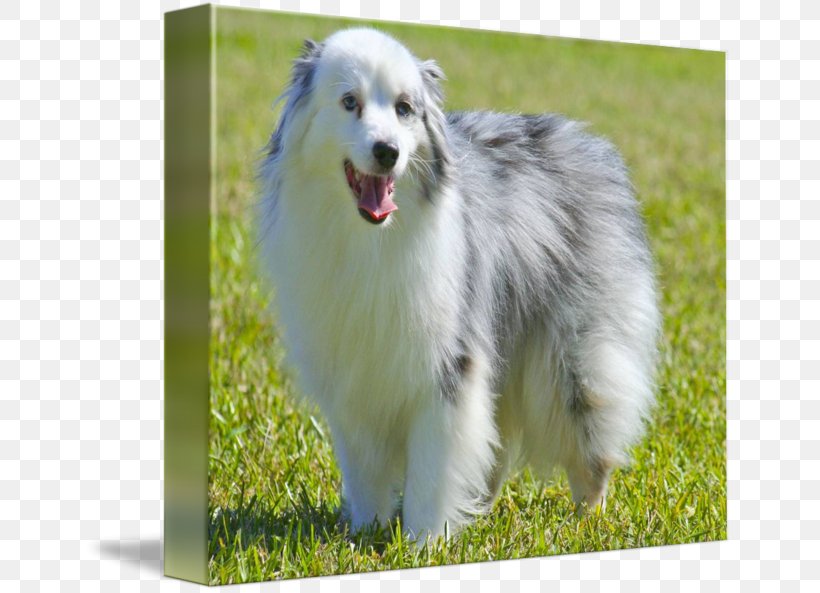 Dog Breed Shetland Sheepdog Border Collie Scotch Collie Rough Collie, PNG, 650x593px, Dog Breed, Art, Border Collie, Breed, Collie Download Free