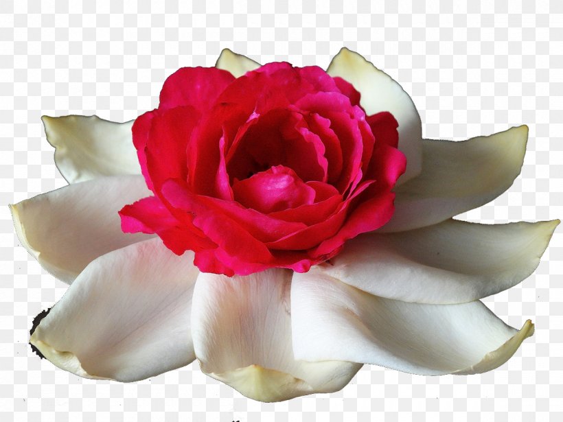 Garden Roses Centifolia Roses Rosa Chinensis Flower White, PNG, 1200x900px, Garden Roses, Artificial Flower, Blossom, Centifolia Roses, Cut Flowers Download Free