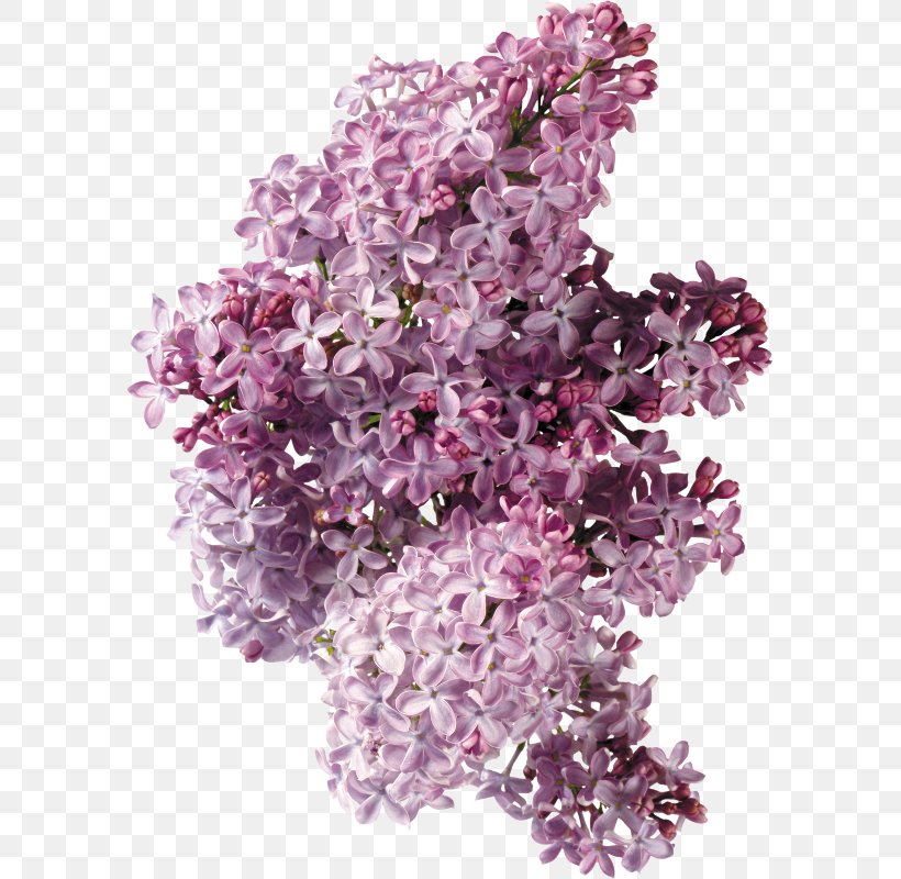 Lilac Flower Phlox Clip Art, PNG, 588x800px, Lilac, Branch, Cut Flowers, Flower, Flower Bouquet Download Free
