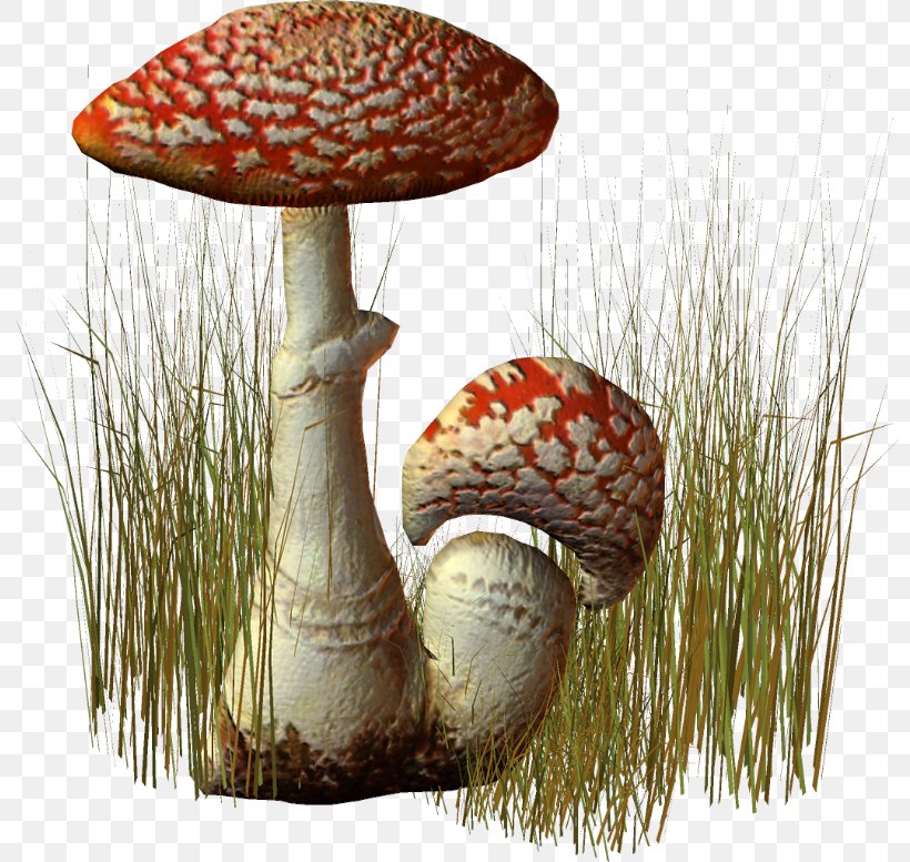 Mushroom Cartoon, PNG, 800x777px, Edible Mushroom, Agaric, Agaricaceae, Agaricomycetes, Agaricus Download Free