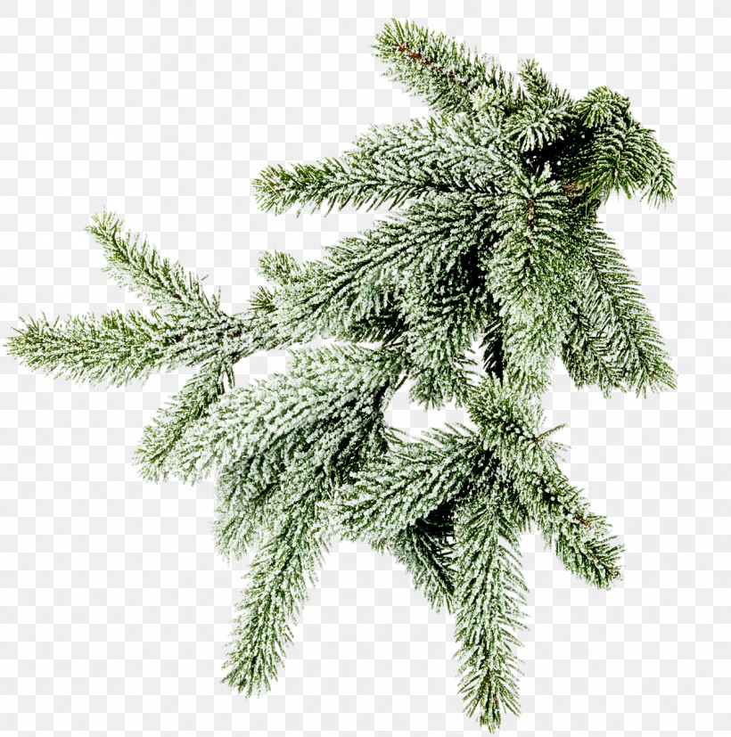 Columbian Spruce Shortleaf Black Spruce White Pine Yellow Fir Tree, PNG, 1268x1280px, Columbian Spruce, American Larch, Balsam Fir, Branch, Colorado Spruce Download Free