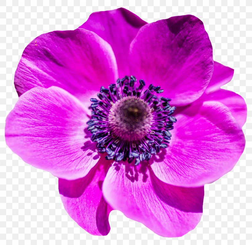 Flower, PNG, 1000x972px, Flower, Anemone, Annual Plant, Blog, Cut Flowers Download Free