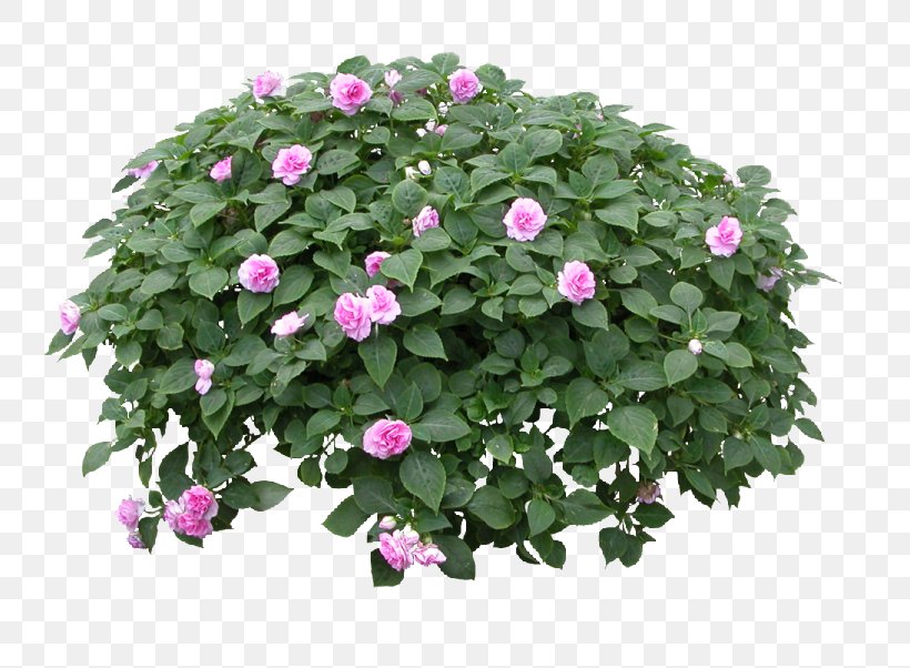 Flowerpot Flower Garden Plant, PNG, 749x602px, Flower, Annual Plant, Busy Lizzie, Flower Bouquet, Flower Box Download Free
