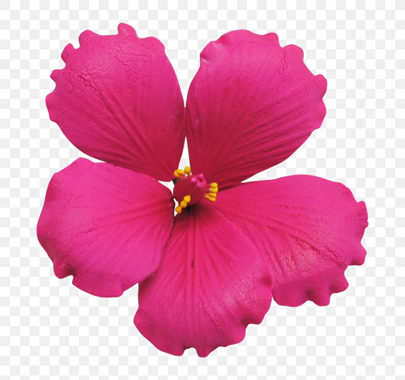 Shoeblackplant Pink Flowers Petal, PNG, 767x769px, Shoeblackplant, Annual Plant, Carnation, China Rose, Chinese Hibiscus Download Free