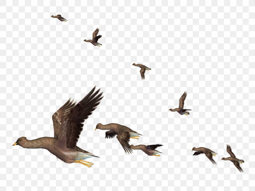 Bird Flight Bird Flight Clip Art, PNG, 1024x768px, Bird, Beak, Bird Flight, Bird Of Prey, Buzzard Download Free