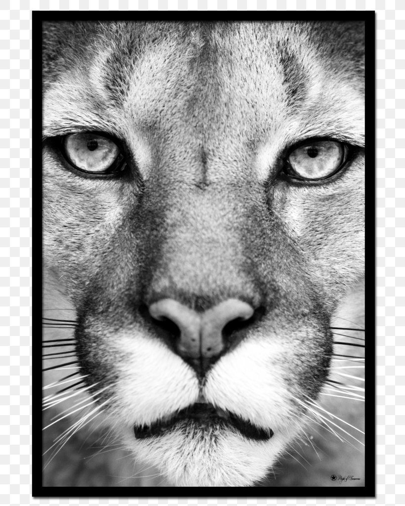 Cougar Lion Eye Cat Panther, PNG, 779x1024px, Watercolor, Cartoon, Flower, Frame, Heart Download Free