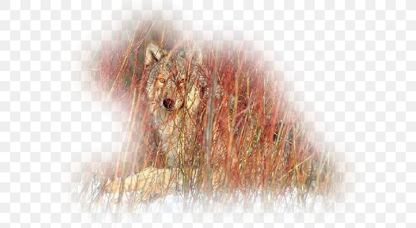 Coyote Gray Wolf Animal Drawing Painting, PNG, 600x450px, Coyote, Animal, Brush, Carnivoran, Close Up Download Free