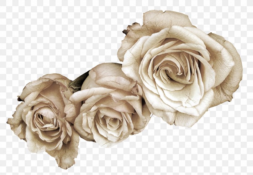 Flower Garden Roses, PNG, 2100x1457px, Flower, Blog, Body Jewelry, Cut Flowers, Flower Bouquet Download Free