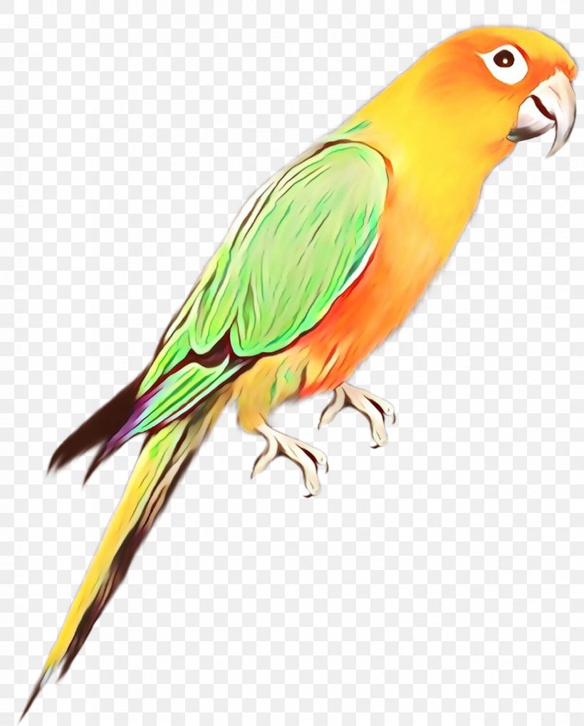 Lovebird Macaw Parakeet Beak Feather, PNG, 828x1029px, Lovebird, Beak, Bird, Budgie, Fauna Download Free