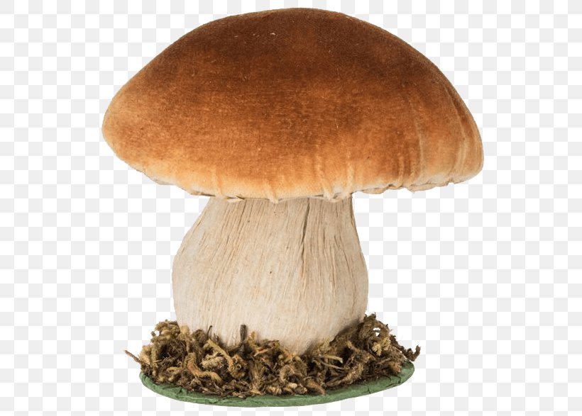 Penny Bun Chytridiomycota Common Mushroom Edible Mushroom, PNG, 555x587px, Penny Bun, Cell Wall, Chytridiomycota, Common Mushroom, Edible Mushroom Download Free