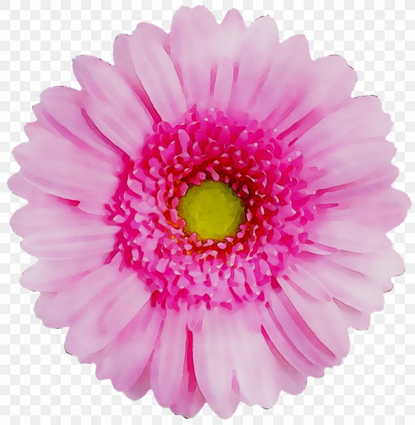 Transvaal Daisy Flower Chrysanthemum Red Yellow, PNG, 997x1021px, Transvaal Daisy, Artificial Flower, Aster, Asterales, Barberton Daisy Download Free
