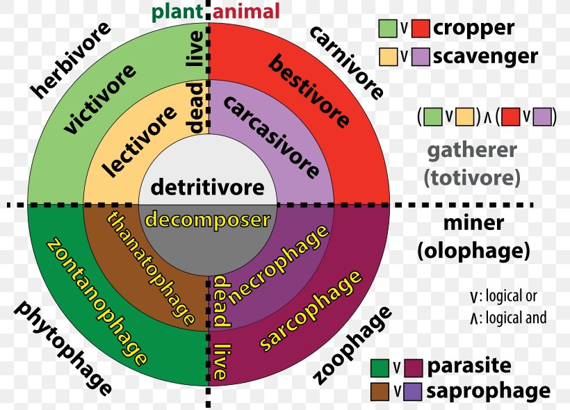 Trophic Level Consumer-resource Systems Detritivore Herbivore, PNG, 800x590px, Trophic Level, Animal, Area, Biology, Brand Download Free